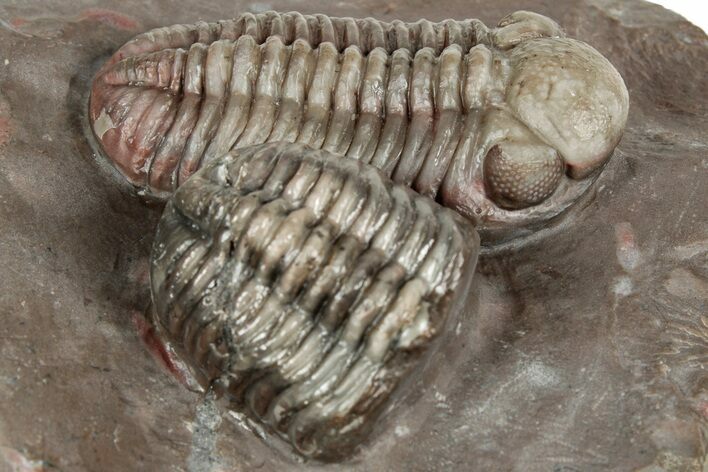 Colorful Austerops Trilobite Fossil - Jorf, Morocco #328589